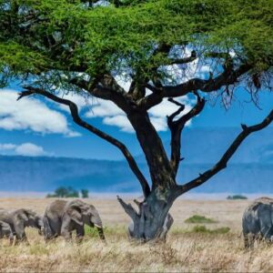 Tanzanija - Zanzibaras (skrydis iš Vilniaus arba Rygos)
