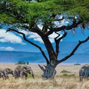 Afrikos oazė - Safari džipais po Keniją (skrydis iš Rygos)